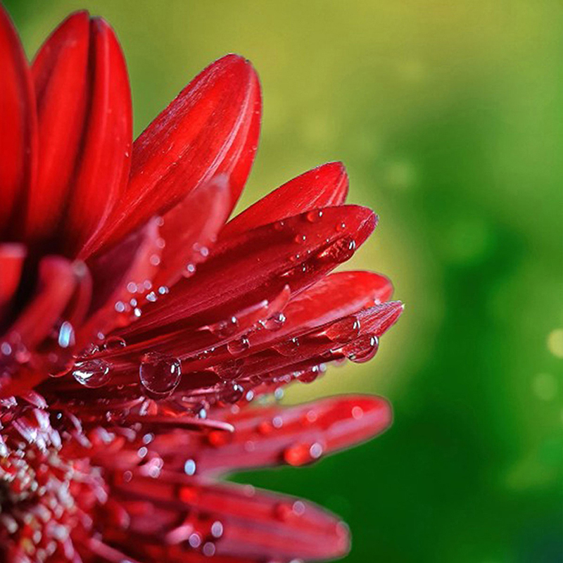 Ulanzi 75 มม.10X Super Macro เ - Photography Kit Xiaomi 15T Pro บทวิจารณ์และราคา