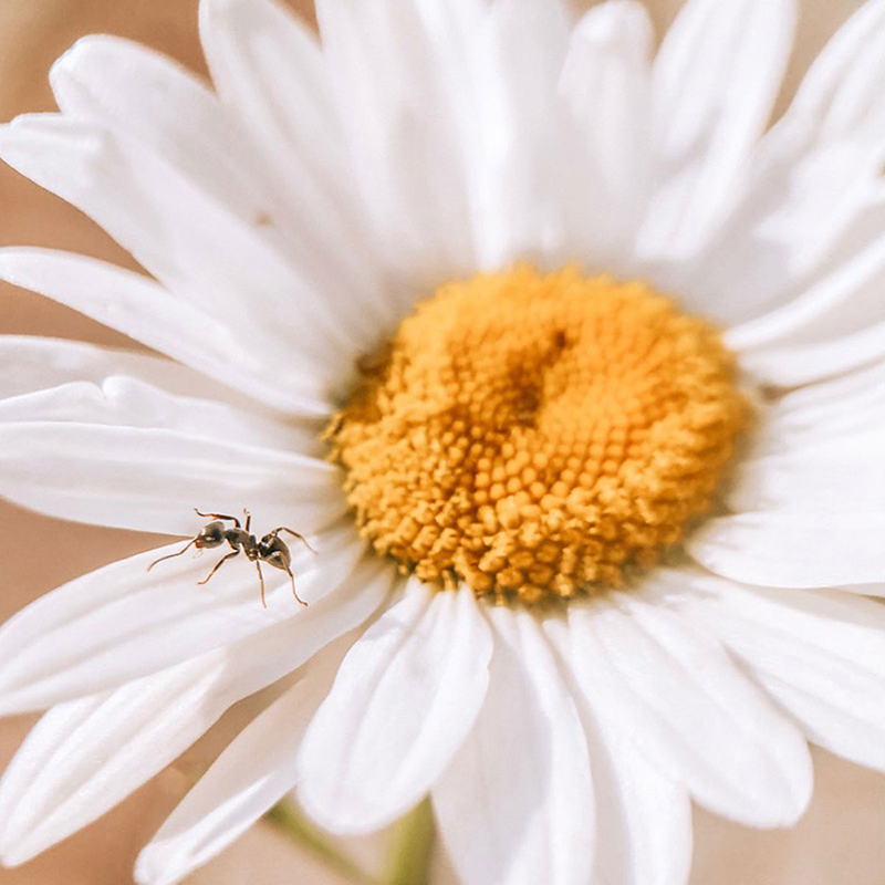 Ulanzi 75 มม.10X Super Macro เ - Photography Kit Xiaomi 15T Pro บทวิจารณ์และราคา
